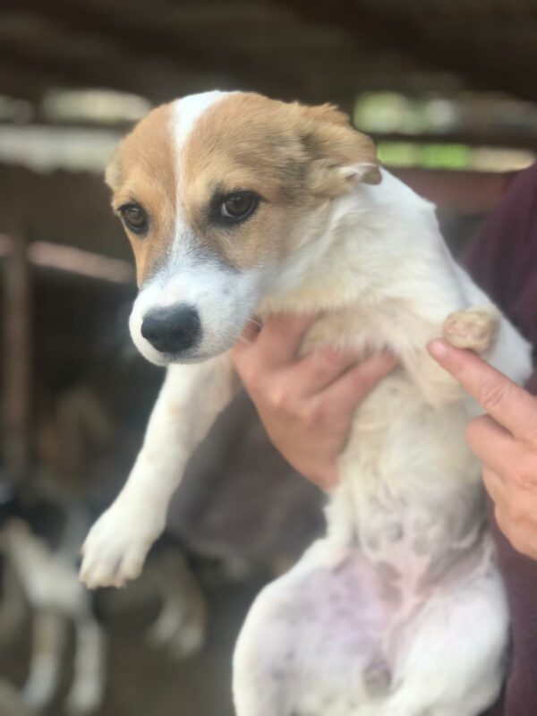 MAISIE - Mißbildung linker Vorderlauf - reserviert 4animals - vermittelt – Bild 2