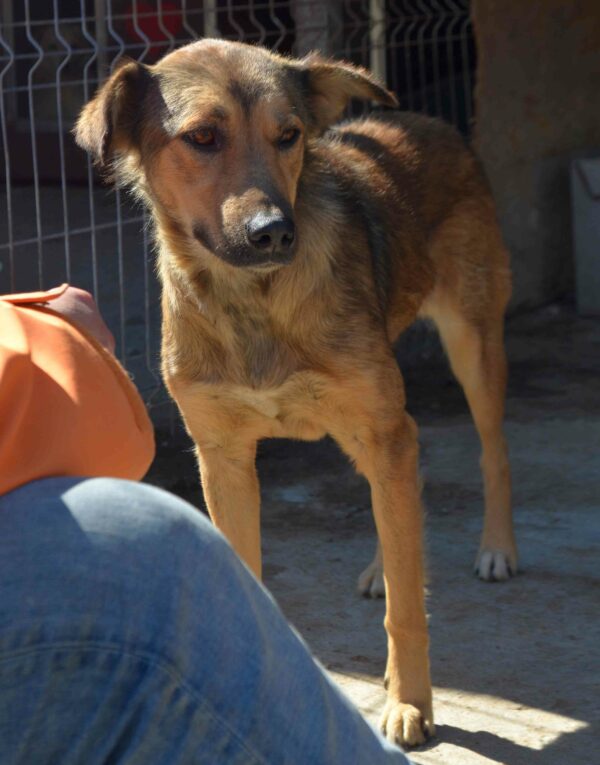 LINNA - reserviert Hundescheune vermittelt – Bild 6