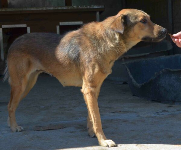 LINNA - reserviert Hundescheune vermittelt – Bild 7