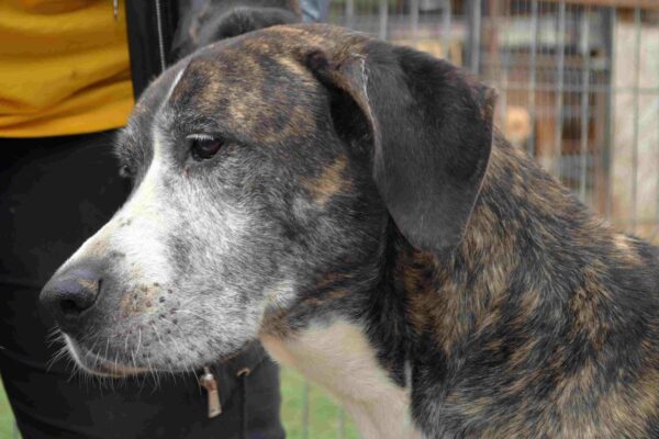 WILLHELM - reserviert Tierfreunde Niederbayern - vermittelt – Bild 7
