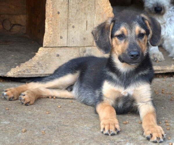 DUSTY - reserviert TH Filderstadt - vermittelt – Bild 5