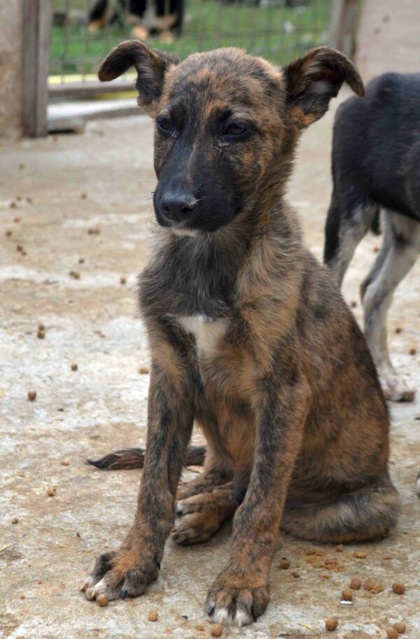 ODY - reserviert Saskia - vermittelt – Bild 5
