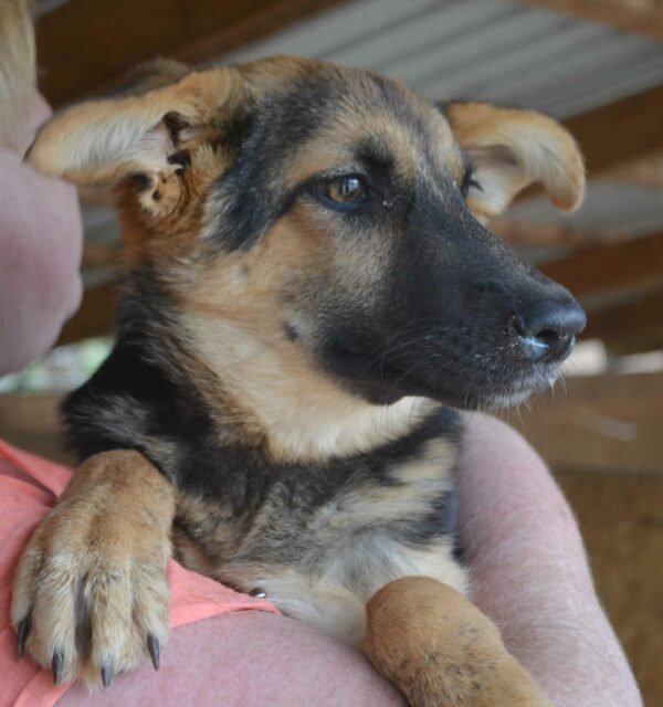 MANOU - reserviert 4animals - vermittelt – Bild 4