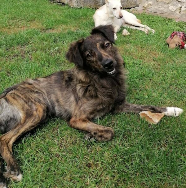 MAYA - Gnadenplatzhund seit dem 04.09.2021 *vermittelt* – Bild 6