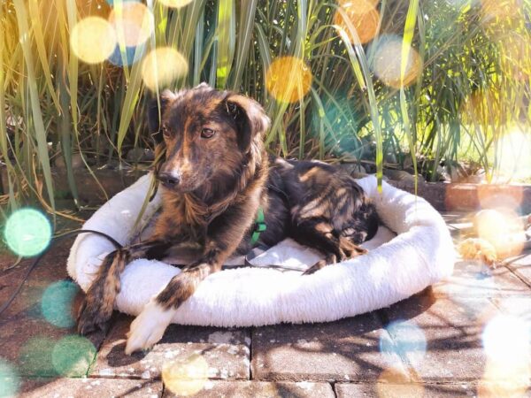 MAYA - Gnadenplatzhund seit dem 04.09.2021 *vermittelt* – Bild 8