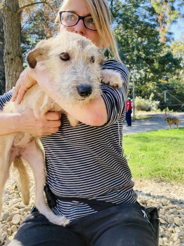 JESSY - reserviert Tierhilfe Lebenswert DR - vermittelt