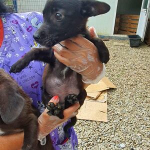 DIVA - reserviert 4animals - vermittelt