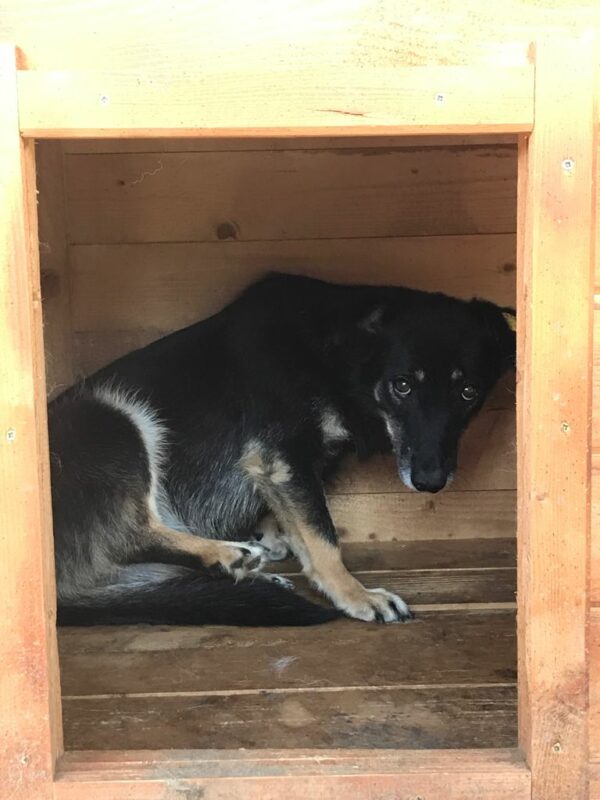 KAALI (♀) – Bild 3