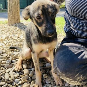 FELIZ - reserviert (Betty) - vermittelt