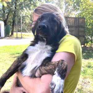 RONJA - reserviert NadineH - vermittelt