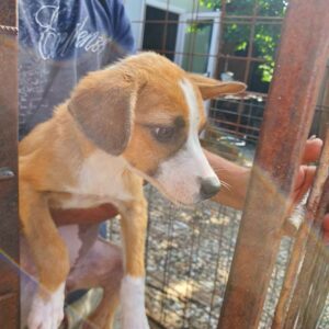 HEIDI - reserviert Tierschutz Team Europa e.V. - vermittelt