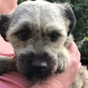 BARLEY - reserviert 4animals - vermittelt