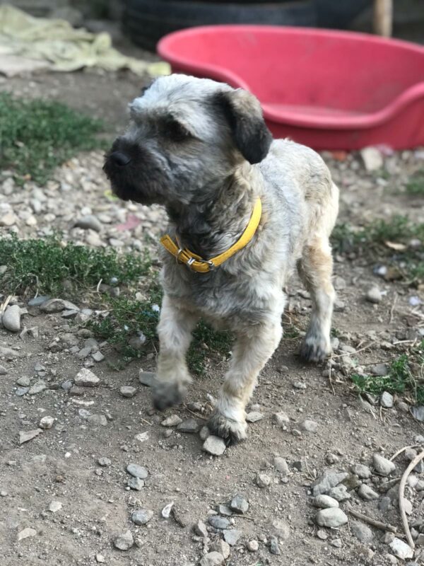BARLEY - reserviert 4animals - vermittelt – Bild 4