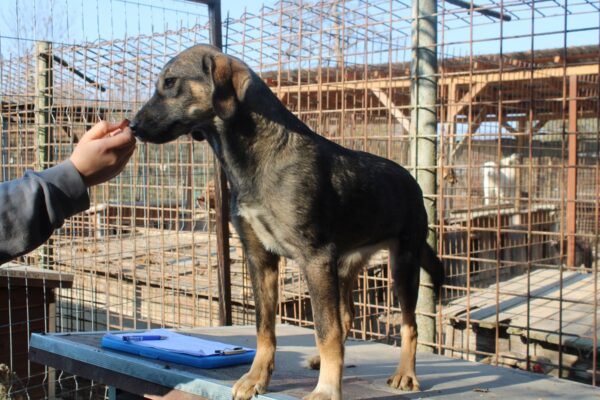 MAYLA - reserviert für Tierhilfe Lebenswert vermittelt – Bild 3