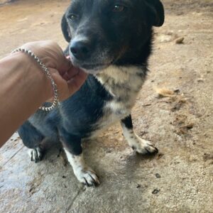 IRMIE - reserviert Second Chance Dogs - vermittelt
