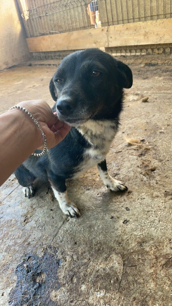 IRMIE - reserviert Second Chance Dogs - vermittelt