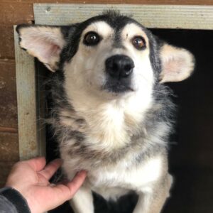 MR. BAGGINS - reserviert GC - vermittelt