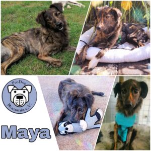 MAYA - Gnadenplatzhund seit dem 04.09.2021 *vermittelt*