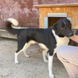 CHITTO - reserviert Betty - vermittelt