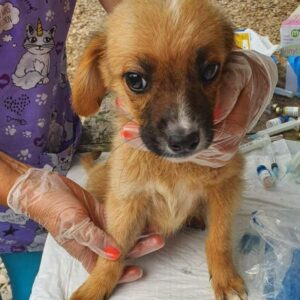 KNIRPS - reserviert 4animals - vermittelt