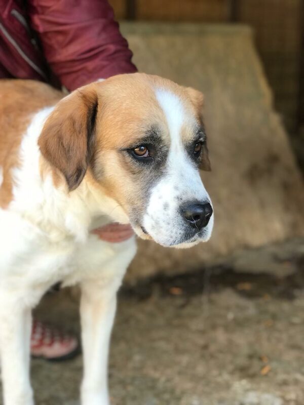 SIERA - reserviert TiNO - vermittelt – Bild 4
