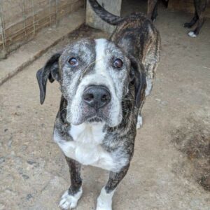 WILLHELM - reserviert Tierfreunde Niederbayern - vermittelt