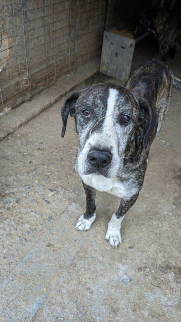 WILLHELM - reserviert Tierfreunde Niederbayern - vermittelt – Bild 6