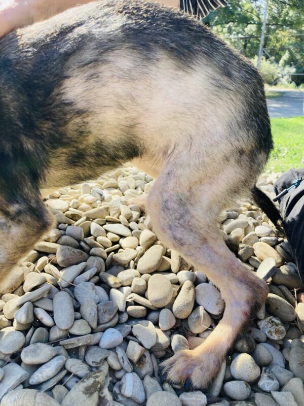 FELIZ - reserviert (Betty) - vermittelt – Bild 2