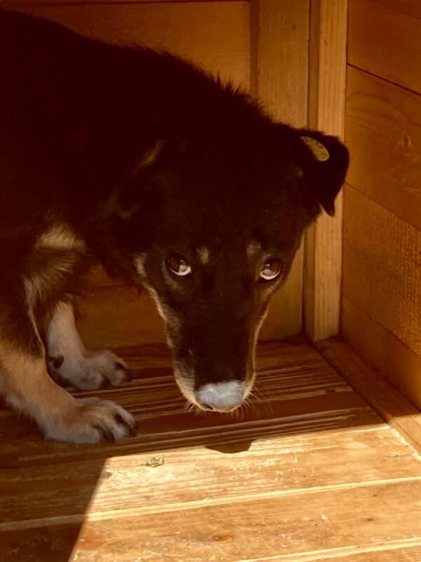 KAALI (♀) – Bild 5