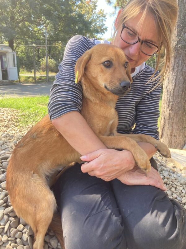 JAMIE LEE (MANU) - reserviert Tierhilfe Lebenswert - vermittelt – Bild 3