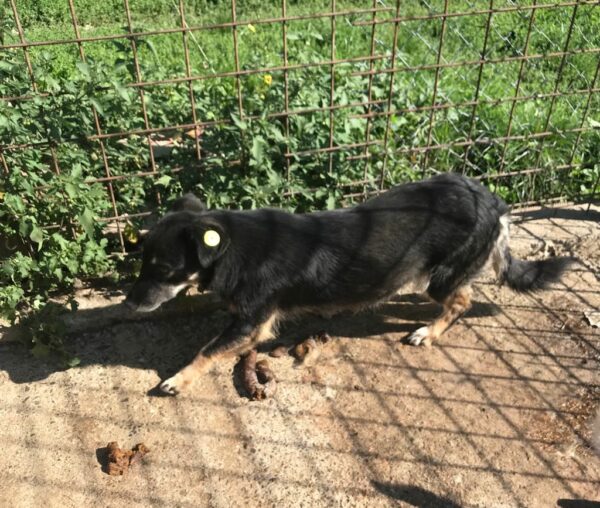 KAALI (♀) – Bild 4