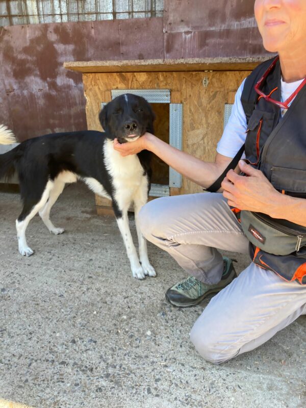 CHITTO - reserviert Betty - vermittelt – Bild 3