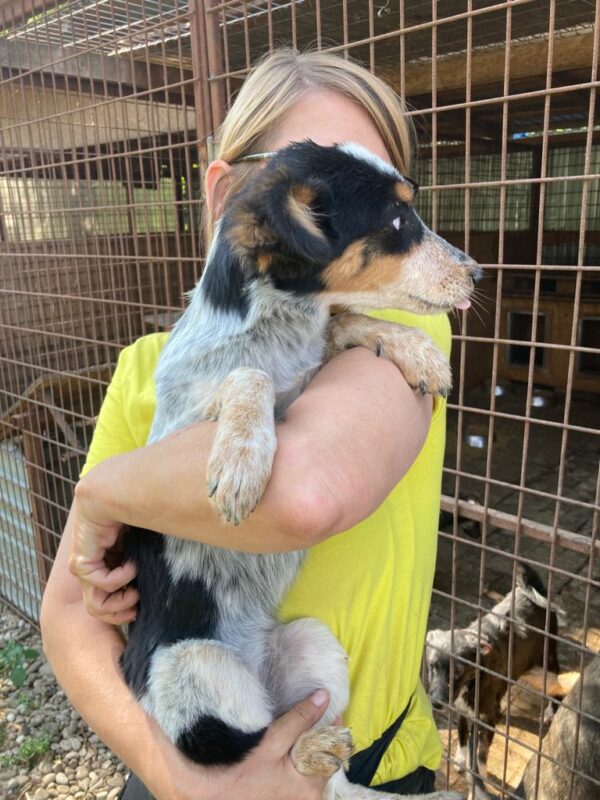 PHOEBE - reserviert TINO - vermittelt – Bild 2