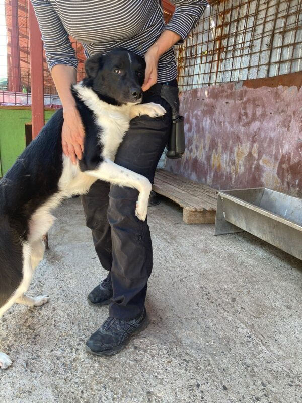 CHITTO - reserviert Betty - vermittelt – Bild 2