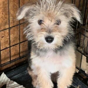 FLORI - reserviert 4animals - vermittelt