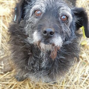 BÄRCHEN - reserviert Tierschutzteam Europa - vermittelt