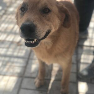 WINNETOU - Notfall: Mobbingopfer - reserviert Hundescheune Fläming vermittelt