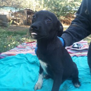 FLECKI - reserviert 4animals - vermittelt