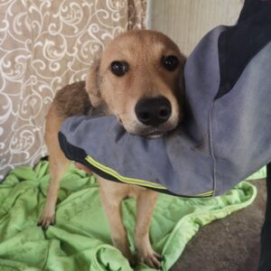 DJANGO - reserviert Tierschutzteam Europa - vermittelt