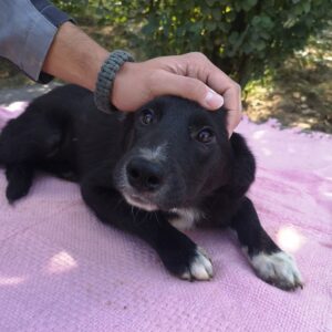 ROSANNA - reserviert TINO - vermittelt