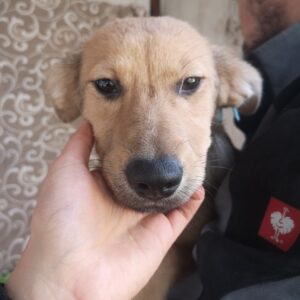 LOTTI – reserviert Tierschutzteam Europa - vermittelt