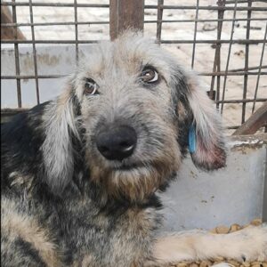 PEPPER - reserviert Lorraine - vermittelt