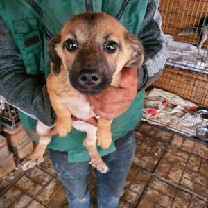 CARLI - reserviert Tierhilfe Lebenswert DR - vermittelt