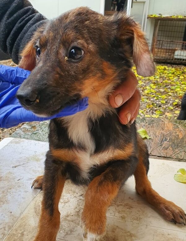 FELICITAS - reserviert Tierhilfe Lebenswert DR - vermittelt