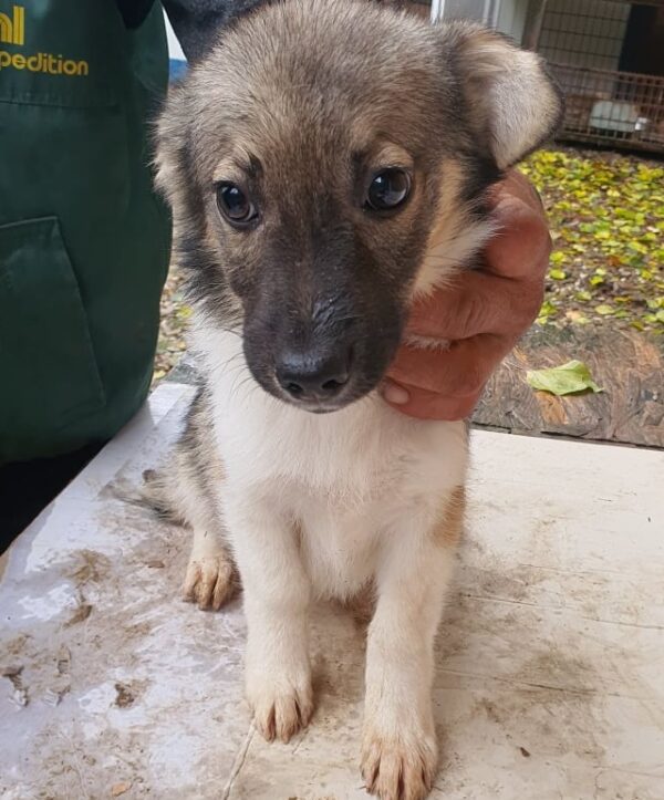 DROPS - reserviert Tierhilfe Lebenswert DR - vermittelt