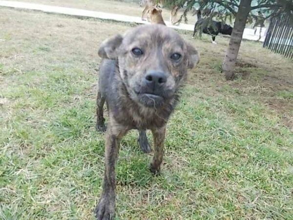 FANUSH - reserviert Tierhilfe Lebenswert DR - vermittelt – Bild 2
