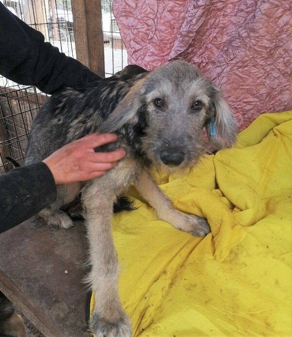 PEPPER - reserviert Lorraine - vermittelt – Bild 4