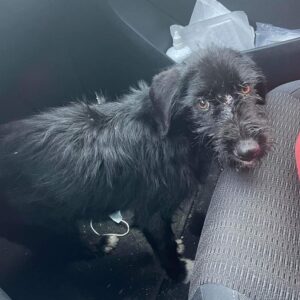 ADYA - reserviert Betty - vermittelt