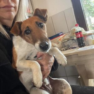 ELLIE - auf Pflegestelle in PLZ 9 - vermittelt