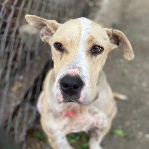 ILKA - vor Ort adoptiert 01/23